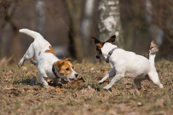 jack russell terrier playing