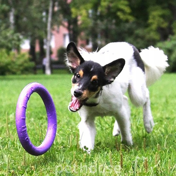 Zabawka fitness Puller dla psa micro