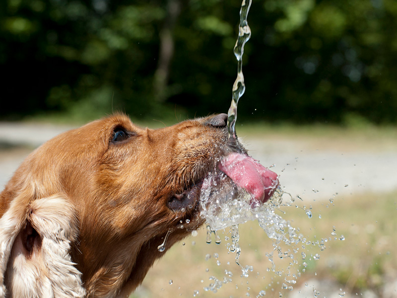 pies-pije-wodę