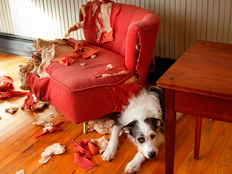 pies-zniszczył-krzesło