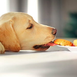 nie mozna karmic psa jedzeniem dla czlowieka